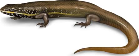 African Five-lined Skink