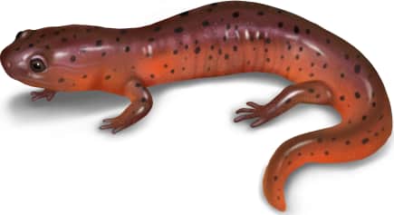 Mud Salamander