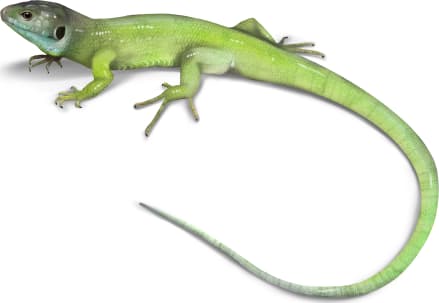 Western Green Lizard