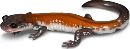 Yonahlossee Salamander