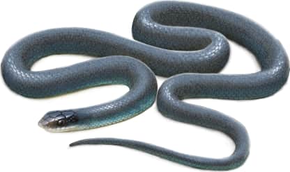 North American Racer — Blue Racer