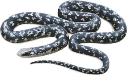 North American Racer — Buttermilk Racer