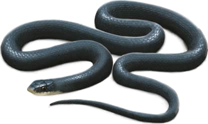 North American Racer
