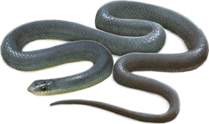 North American Racer — Eastern Yellow-bellied Racer