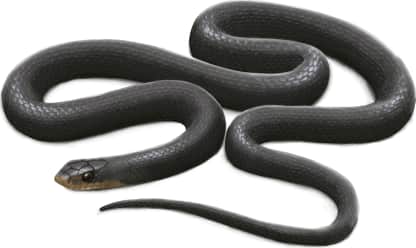 North American Racer — Brownchin Racer