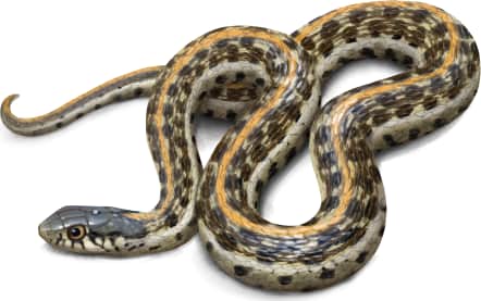 Plains Garter Snake