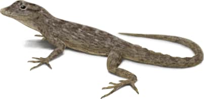 Bark Anole