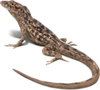 Brown Anole