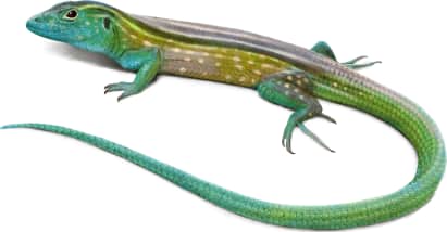 Rainbow Whiptail