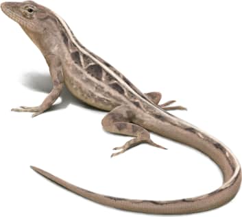 Brown Anole — Brown Anole Female