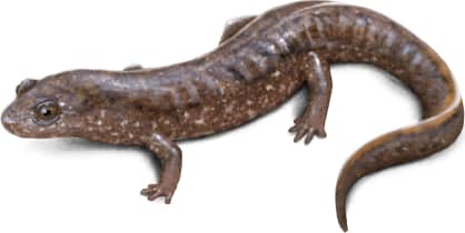 Santeetlah Dusky Salamander