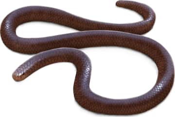 Brahminy Blindsnake