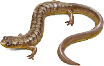 Many-ribbed Salamander