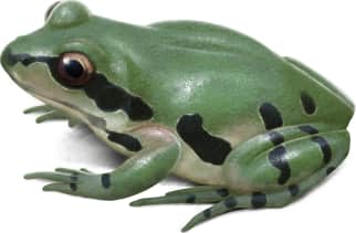 Ornate Chorus Frog — Green variant
