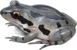 Ornate Chorus Frog — Grey variant