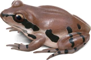 Ornate Chorus Frog — Red variant