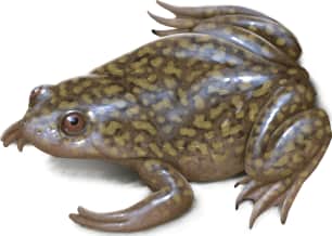 African Clawed Frog
