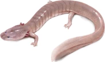 Tennessee Cave Salamander
