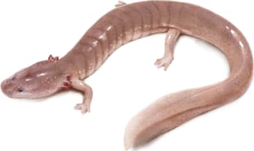 Berry Cave Salamander
