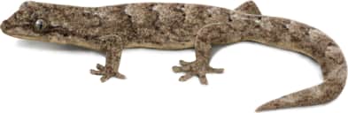 Mourning Gecko