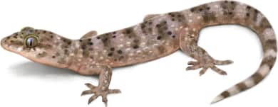 Mediterranean House Gecko