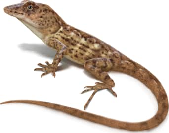 Hispaniolan Stout Anole