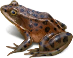 Oregon Spotted Frog