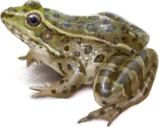 Chiricahua Leopard Frog