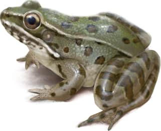 Atlantic Coast Leopard Frog