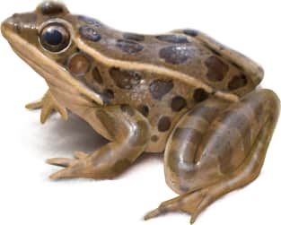 Relict Leopard Frog