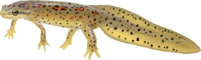 Eastern Newt — Broken-striped Newt