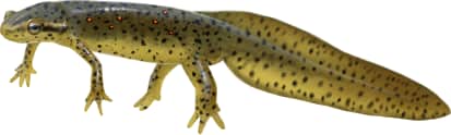 Eastern Newt — Red-spotted Newt