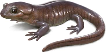 Northwestern Salamander