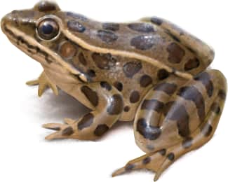 Lowland Leopard Frog