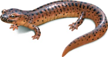 Red Salamander — Southern Red Salamander