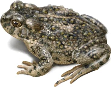 Arroyo Toad
