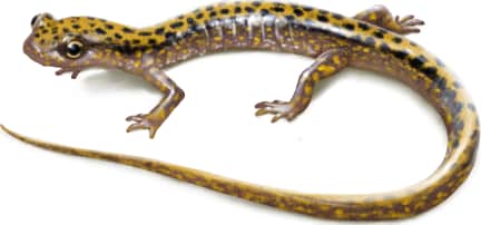 Dark-sided Salamander