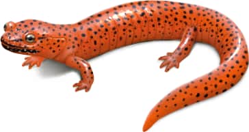 Red Salamander — Black-chinned Red Salamander
