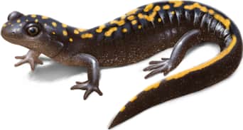 Long-toed Salamander — Santa cruz long-toed salamander