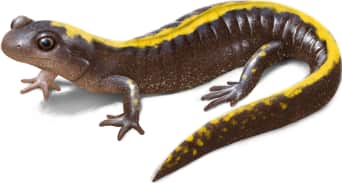Long-toed Salamander — Eastern long-toed salamander