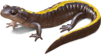 Long-toed Salamander — Central long-toed salamander