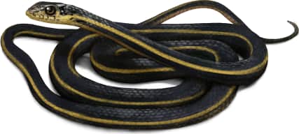 Striped Racer — Alameda striped racer