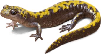 Long-toed Salamander — Southern long-toed salamander