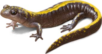 Long-toed Salamander