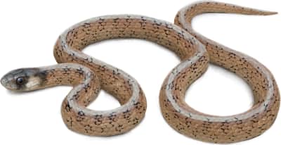 Florida Brownsnake