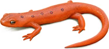 Eastern Newt