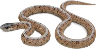 Dekay's Brownsnake