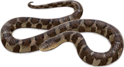 Common Watersnake — Midland watersnake