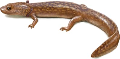 Cope's Giant Salamander