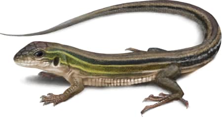 Six-lined Racerunner — Prairie Racerunner Female